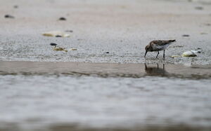 Almindelig Ryle -- <b>Almindelig Ryle</b>, strandsø mellem Bulbjerg og Lild Strand. Læs om vadefugle på stranden på Vejler-webben: (<a href="http://www.vejlerne.dk/index.php?m=i&i=4164">klik her</a>).