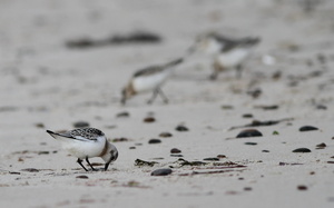 Sandløber -- <b>Sandløber</b>, stranden mellem Bulbjerg og Lild Strand. Læs om vadefugle på stranden på Vejler-webben: (<a href="http://www.vejlerne.dk/index.php?m=i&i=4164">klik her</a>).