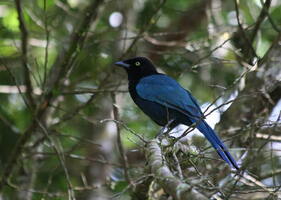 Bushy-crested Jay -- I tågeskoven ved Selva Negra i Nicaraguas centrale højland er <b>Bushy-crested Jay</b> en karakterfugl. Det er samtidig nær ved sydgrænsen for arten, som kun findes i et begrænset område fra Guatemala til Nicaragua. Det er den eneste art af de "små" blå skader i Nicaragua - men både nord og syd for i Mellemamerika findes andre arter flotte blå skader.