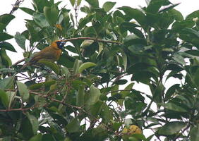 Black-faced Grosbeak -- En af regnskovens smukke beboere, <b>Black-faced Grosbeak</b>. Kan være svær at se, men på regnskovslodgen <a href="/gal/index.php?/search/12">Refugio Bartola</a> i Nicaragua lokkes den tæt på, fordi der er plantet frugttræer - her en <i>Guayaba</i>, som også er populær til marmelade.