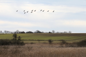 Kortnæbbede Gæs -- En lille flok <b>Kortnæbbede Gæs</b> flyver over Lynge Mose.