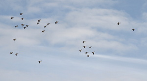 Kortnæbbede Gæs -- <b>Kortnæbbede Gæs</b> over Lynge ved Selbjerg Vejle.