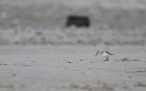Sandløber -- <b>Sandløber</b>, stranden mellem Bulbjerg og Lild Strand. Læs om vadefugle på stranden på Vejler-webben: (<a href="http://www.vejlerne.dk/index.php?m=i&i=4164">klik her</a>).