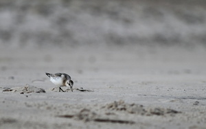 Sandløber -- <b>Sandløber</b>, stranden mellem Bulbjerg og Lild Strand. Læs om vadefugle på stranden på Vejler-webben: (<a href="http://www.vejlerne.dk/index.php?m=i&i=4164">klik her</a>).