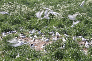 Splitterner og Hættemåger, Hirsholmene -- <b>Splitterner</b> og <b>Hættemåger</b>, Hirsholmene. Læs om besøget på Hirsholmene på Vejler-webben: (<a href="http://www.vejlerne.dk/index.php?m=i&i=4160">klik her</a>).
