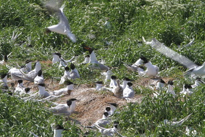 Splitterner og Hættemåger, Hirsholmene -- <b>Splitterner</b> og <b>Hættemåger</b>, Hirsholmene. Læs om besøget på Hirsholmene på Vejler-webben: (<a href="http://www.vejlerne.dk/index.php?m=i&i=4160">klik her</a>).