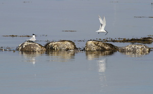 Splitterner, Hirsholmene -- <b>Splitterner</b>, Hirsholmene. Læs om besøget på Hirsholmene på Vejler-webben: (<a href="http://www.vejlerne.dk/index.php?m=i&i=4160">klik her</a>).