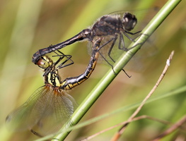 Sort Hedelibel (Sympetrum danae), parring -- Han og hun af guldsmedearten <b>Sort Hedelibel</b> i færd med kønsakten. Nær en lille kunstig sø etableret for ca. 25 år siden, og nogle få hundrede meter fra Tømmerby Fjord.
