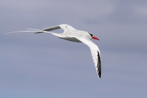 Red-billed Tropicbird, Plaza Sur