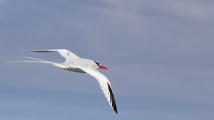 Red-billed Tropicbird, Plaza Sur
