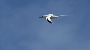 Red-billed Tropicbird, Plaza Sur