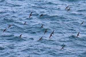 Galápagos Shearwater, Plaza Sur