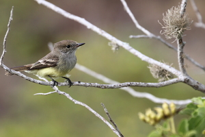Galápagos Flycatcher, Santa Fe