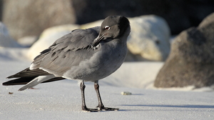 Lava Gull, Isla Genovesa