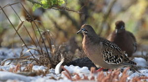 Galápagos Dove, Isla Genovesa