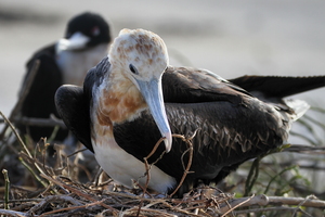 Great Frigatebird, Isla Genovesa