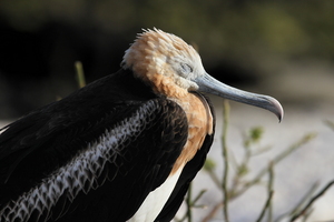 Great Frigatebird, Isla Genovesa