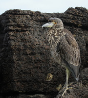 Yellow-crowned Night-Heron, Isla Genovesa