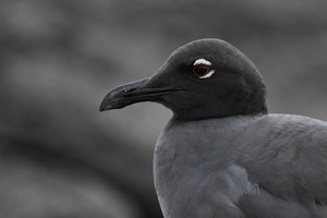 Lava Gull, Isla Genovesa