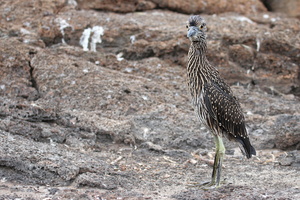 Yellow-crowned Night-Heron, Isla Genovesa