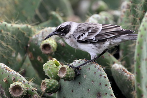 Genovesa Mockingbird, Isla Genovesa -- Normalt betragtet som en isoleret form af <a href="/gal/index.php?/tags/galapagos_mockingbird"><b>Galápagos Spottedrossel</b> (<b>Galápagos Mockingbird</b>)</a>, men nyere forskning tyder på, at spottedroslerne på øen Genovesa er en endemisk selvstændig art, <b>Genovesa Mockingbird</b>.