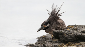 Yellow-crowned Night-Heron, Isla Genovesa