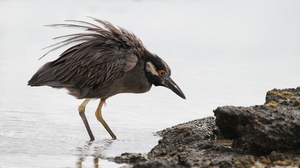 Yellow-crowned Night-Heron, Isla Genovesa