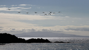 Blue-footed Booby, Las Bachas, Santa Cruz