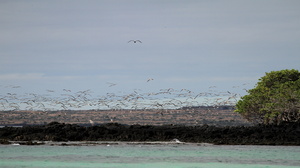 Blue-footed Booby, Las Bachas, Santa Cruz -- Mange hundrede <b>Blåfodet Sule</b> / <b>Blue-footed Booby</b> fouragerer langs kysten, og en enkelt fugl raster på klipperne ved siden af en <b>Stor Blåhejre</b> / <b>Great Blue Heron</b>, mens en <b>Pragtfregatfugl</b> / <b>Magnificent Frigatebird</b> patruljerer over stranden...