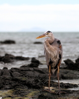 Great Blue Heron, Las Bachas, Santa Cruz