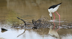 Black-necked Stilt, Las Bachas, Santa Cruz