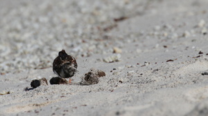 Ruddy Turnstone, Mosquera -- <b>Stenvender</b> / <b>Ruddy Turnstone</b> har fået sit navn på grund af dens fødesøgningsteknik, hvor den på strandene vender småsten (og roder i tang) for at se, om der dukker noget spiseligt op. I mangel på småsten kan man på Galápagosøerne se fuglen vende/rode i søløvernes efterladenskaber!