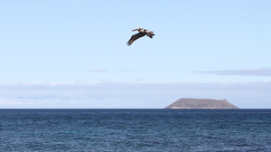 Brown Pelican -- En <b>Brun Pelikan</b> / <b>Brown Pelican</b> over Stillehavet nær øen Santa Cruz, Galápagos. I baggrunden den berømte ø <i>Daphne Mayor</i>, hvor ægteparret Peter & Rosemary Grant igennem mange år har studeret Darwinfinkernes udvikling.
