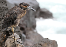 Yellow-crowned Night-Heron, Isla San Cristobal -- <b>Gulkronet Nathejre</b> / <b>Yellow-crowned Night-Heron</b> er almindelig på Galápagosøerne - den ses især på klippekyster, hvor den fortrinsvis lever af krabber. Denne fugl er fotograferet i havnebyen Puerto Baquerizo Moreno, øernes administrative hovedsæde.