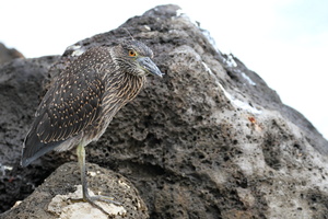 Yellow-crowned Night-Heron, Isla San Cristobal -- <b>Gulkronet Nathejre</b> / <b>Yellow-crowned Night-Heron</b> er almindelig på Galápagosøerne - den ses især på klippekyster, hvor den fortrinsvis lever af krabber. Denne fugl er fotograferet i havnebyen Puerto Baquerizo Moreno, øernes administrative hovedsæde.