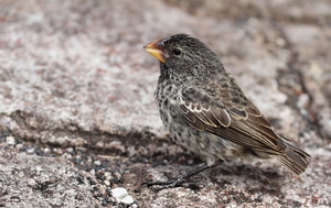 Large Ground-Finch, Isla San Cristobal -- En <b>Stor Darwinfinke</b> / <b>Large Ground-Finch</b> fotograferet ved besøgscentret i havnebyen Puerto Baquerizo Moreno, Galápagosøernes administrative hovedsæde.