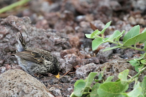Large Ground-Finch, Isla San Cristobal -- En <b>Stor Darwinfinke</b> / <b>Large Ground-Finch</b> ved besøgscentret i havnebyen Puerto Baquerizo Moreno, Galápagosøernes administrative hovedsæde. Næbbet er ikke alene stort/højt, det er også bredt!