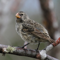 Medium Ground-Finch, Isla San Cristobal -- En <b>Mellemdarwinfinke</b> / <b>Medium Ground-Finch</b> fotograferet ved besøgscentret i havnebyen Puerto Baquerizo Moreno, Galápagosøernes administrative hovedsæde.