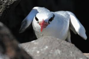 Red-billed Tropicbird, Isla Española