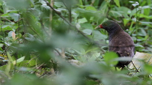 Paint-billed Crake, Isla Santa Cruz -- Denne skjultlevende rørvagtel, <b>Paint-billed Crake</b>, er den ene af to arter vandhøns på Galápagosøerne. Begge er svære at få at se, og de fleste turister rejser fra øerne uden at opleve synet af dem. I mit tilfælde skulle der mere end ti besøg til, før det lykkedes. 
Denne fugl sås på <i>Finca Primicias</i>, et af de privatejede besøgssteder udenfor nationalparken, i højlandet på den beboede ø Santa Cruz, hvor de fleste menneskelige beboere på øerne lever.