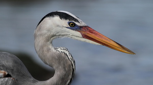 Great Blue Heron, Puerto Ayora, Santa Cruz