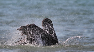 Brown Pelican, Puerto Ayora, Santa Cruz