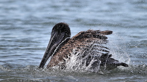Brown Pelican, Puerto Ayora, Santa Cruz