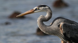 Great Blue Heron, Puerto Ayora, Santa Cruz