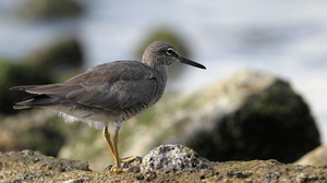Wandering Tattler, Puerto Ayora, Santa Cruz