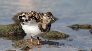 Ruddy Turnstone, Puerto Ayora, Santa Cruz