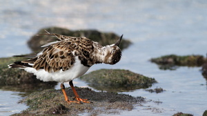 Ruddy Turnstone, Puerto Ayora, Santa Cruz