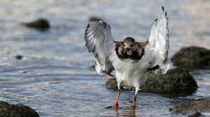 Ruddy Turnstone, Puerto Ayora, Santa Cruz