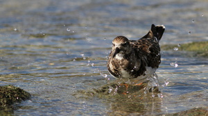 Ruddy Turnstone, Puerto Ayora, Santa Cruz