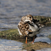 Ruddy Turnstone, Puerto Ayora, Santa Cruz